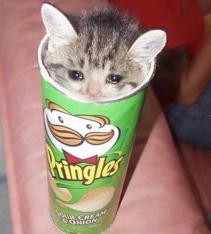 sad cat2