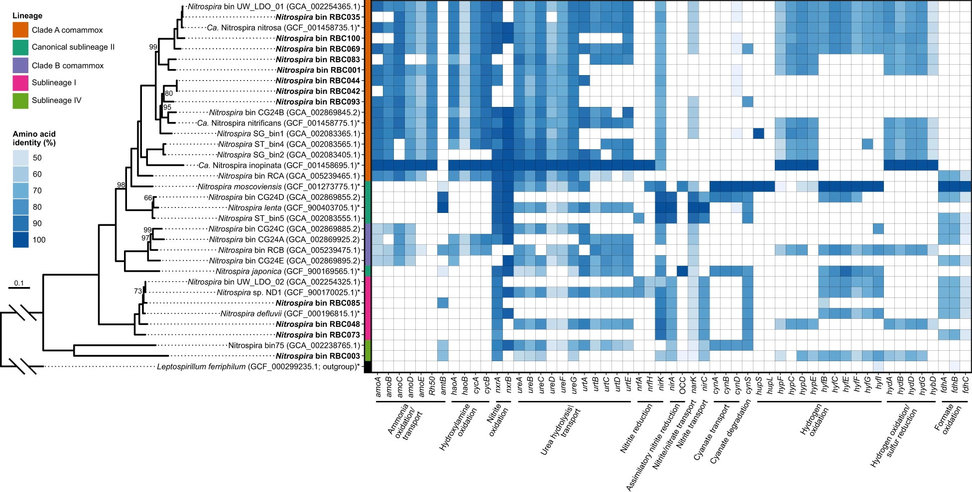 Comammox Nitrospira metabolic potential