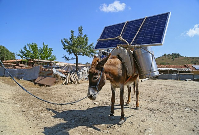 Solar Powered Donkey