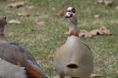 goose image