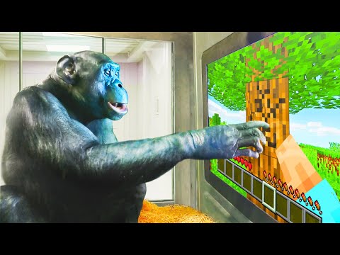 ChrisDaCow youtube video - I taught a monkey to play minecraft