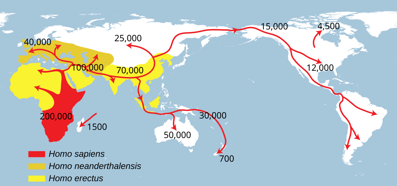 Modelo atualmente vigente da migração do Homo sapiens. Desenho: NordNordWest, 2014