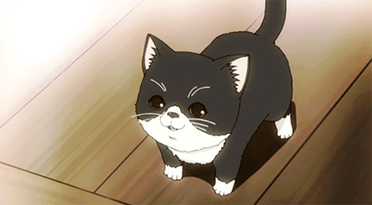 Anime Cat