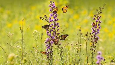 Monarch butterflies feeding from wildflowers (© bookguy/Getty Images)