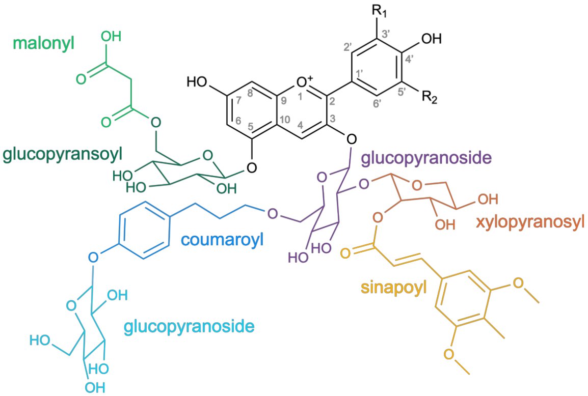 Functions of anthocyanins