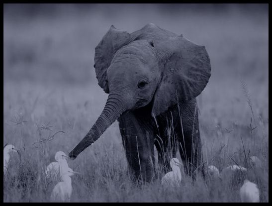 baby elephant