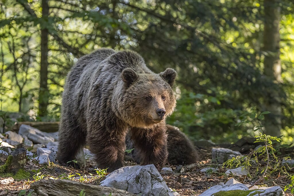 Eurasian Brown Bear (Ursus Arctos Arctos)