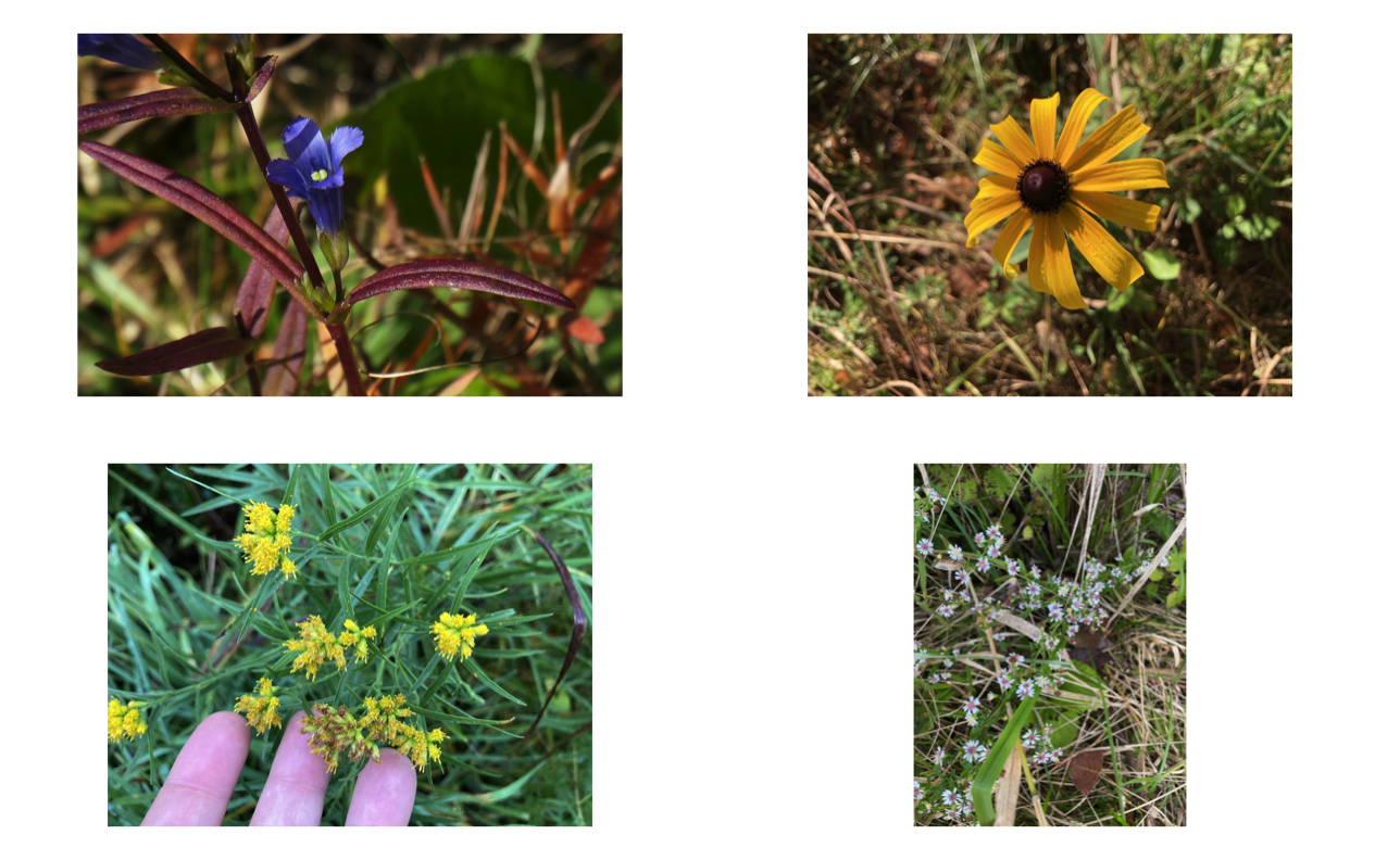 GitHub - jboyko/SegmentR: R package for image segmentation and color ...