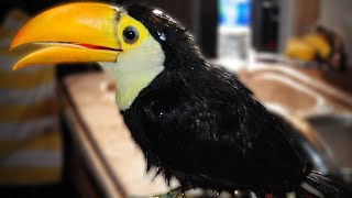 Toucan falls in the sink