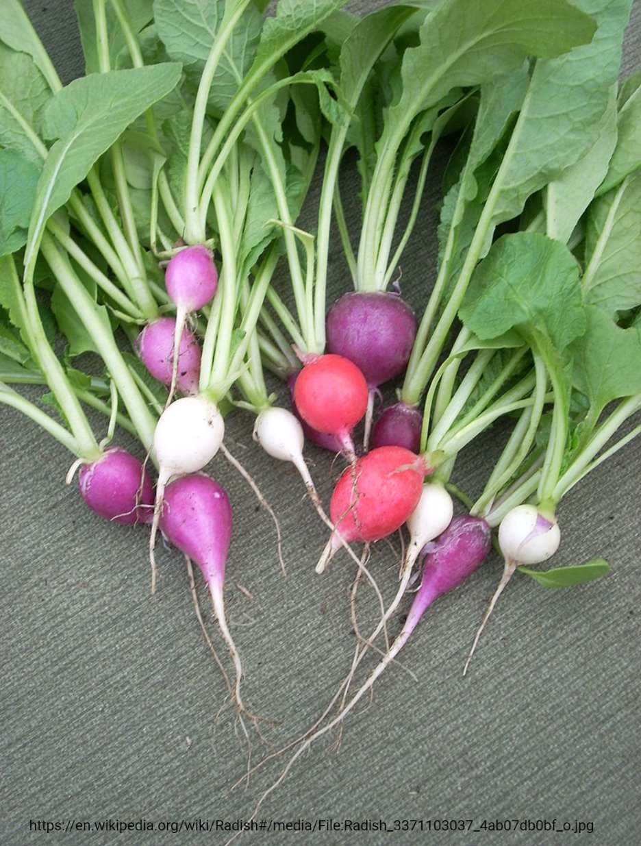 Radish GST involved in anthocyanin transport (Tweet #28)