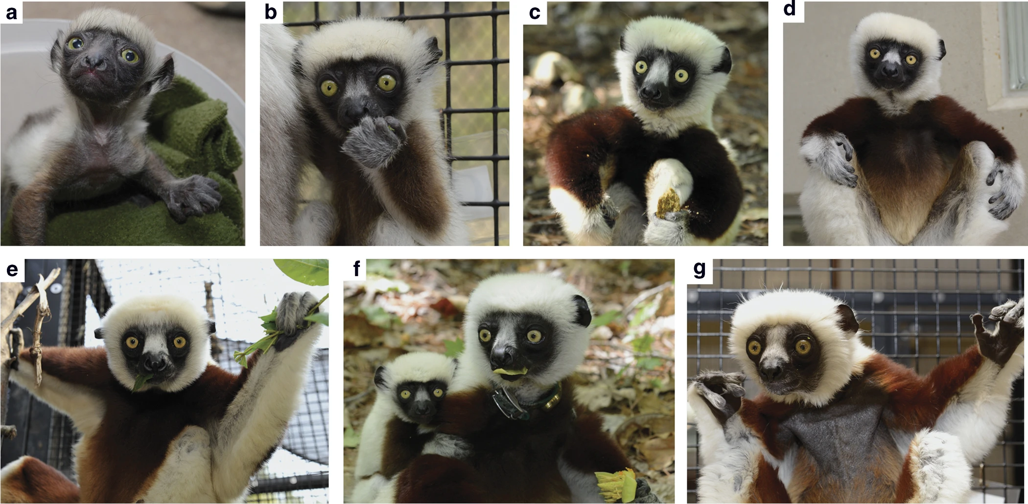 Figure 3: Propithecus coquereli life stages. - this image shows example images of the life stages of this species of lemur, progressing from young to old.