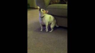 My Dog "Dancing" To Eminem "Shake That"