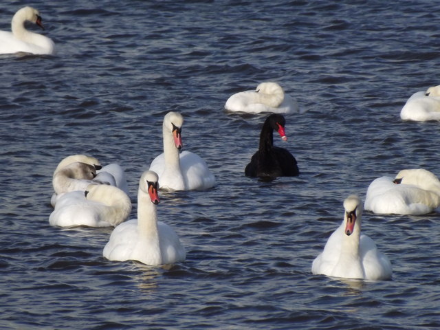 A black swan