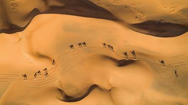 Camels in the desert, United Arab Emirates (© Amazing Aerial Premium/Shutterstock)