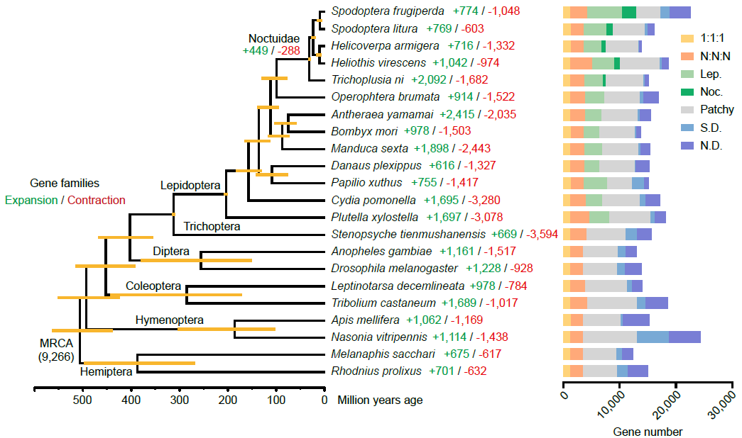 Genome evolution of fall armyworm