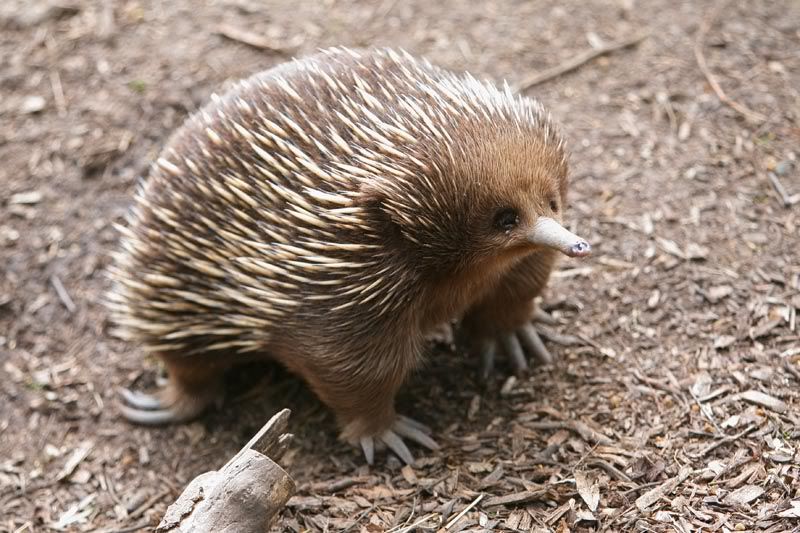 echidna