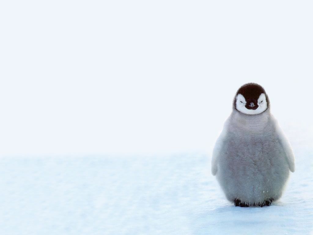 Penguin image