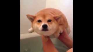 Сиба-ину Купание в России - Shiba Inu