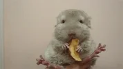 mouse GIF via gifs.tastefullyoffensive.com
