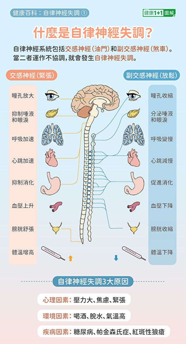 自律神经失调是交感神经和副交感神经失调，通常有3大原因。（健康1+1／大纪元）