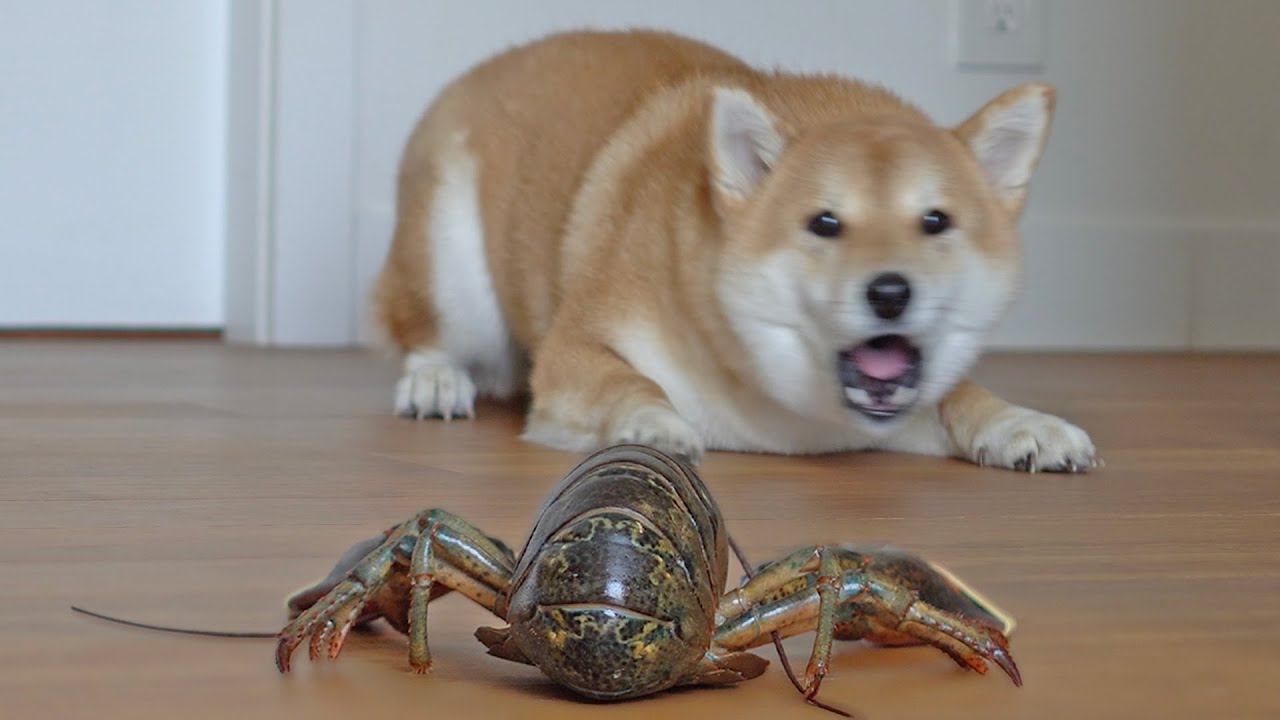 doge and lobster