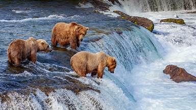 Brown bears fishing for salmon at Brooks Falls, Katmai National Park, Alaska (© oksana.perkins/Shutterstock)