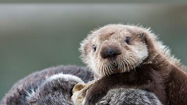 Sea otter pup, Prince William Sound, Alaska (© Donald M. Jones/Minden Pictures)