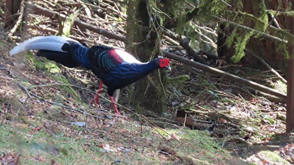 组图：帝雉、蓝腹鹇之美 台阿里山区樱花盛开