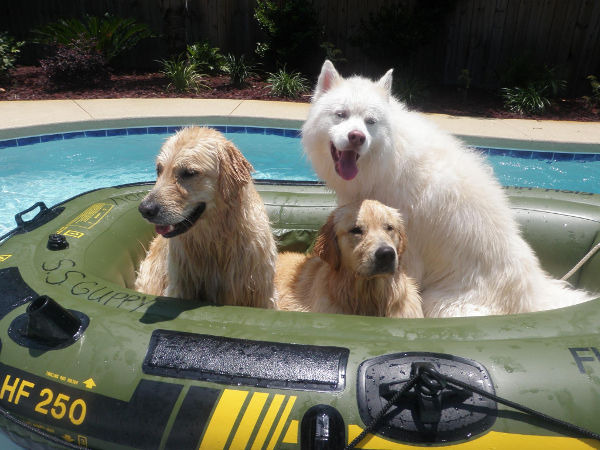 three dogs in an inflatable boat in a pool
