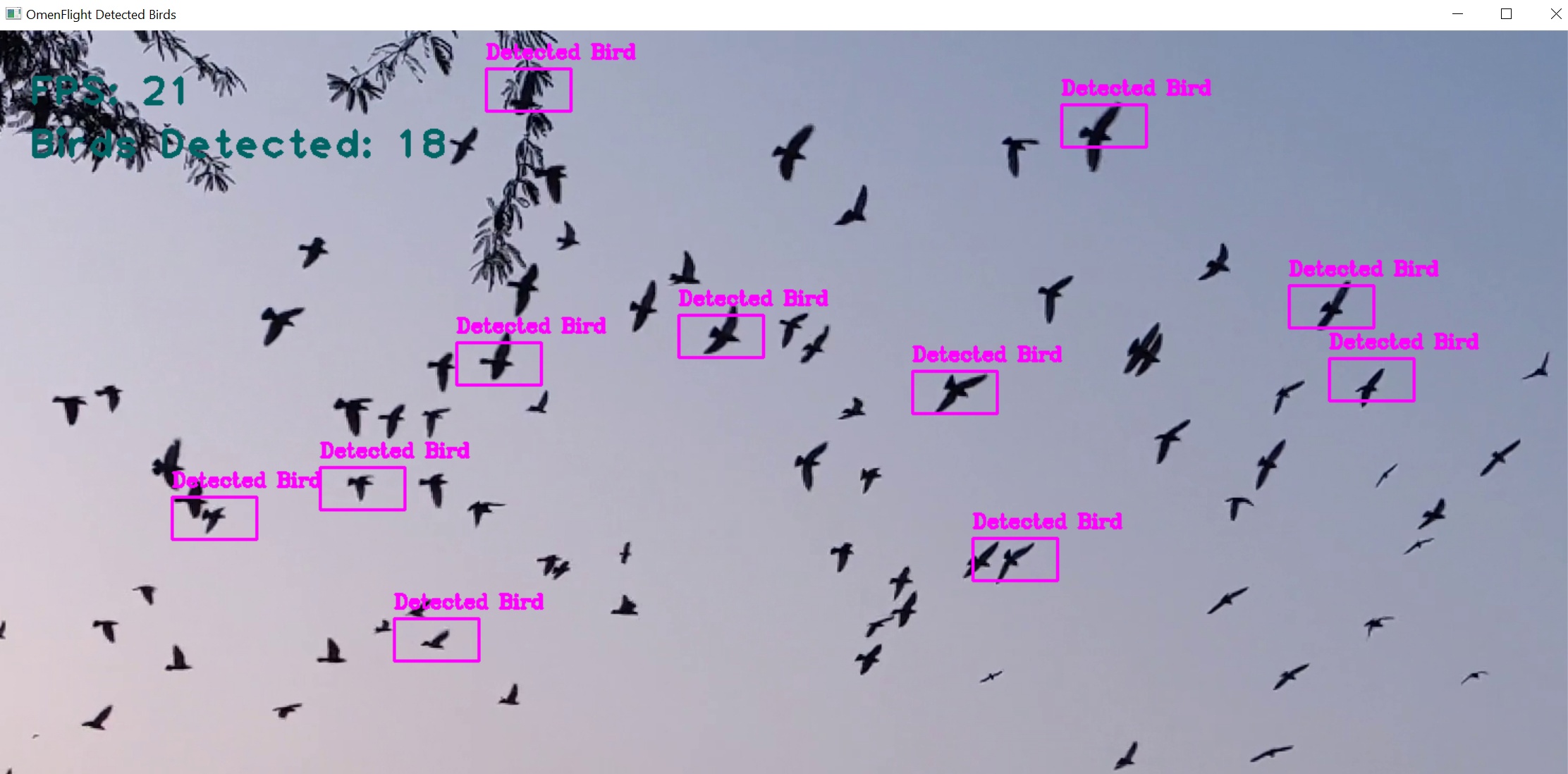 Birds-Test-Screen