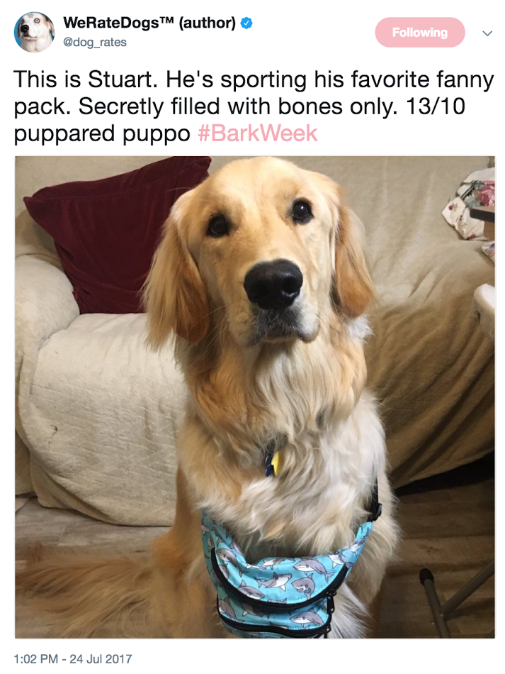 A golden retriever named Stuart