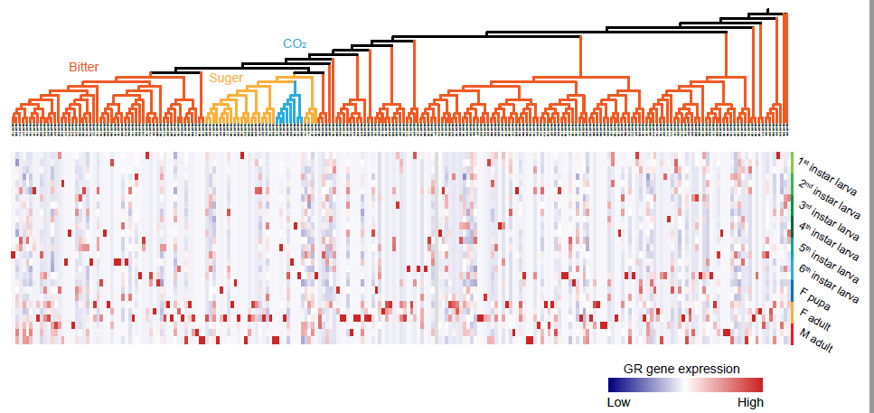 Expression profiles of fall armyworm GR genes