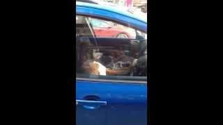 Dog blasting horn  must see!!! 