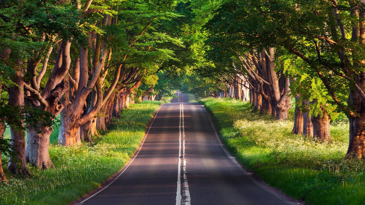 美丽的林间公路风景