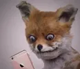 No Way Wow GIF by Adele Morse - Stoned Fox Official via giphy.com