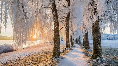 Avenue of birch trees near Uffing am Staffelsee, Bavaria, Germany (© Reinhard Schmid/Huber/eStock Photo)