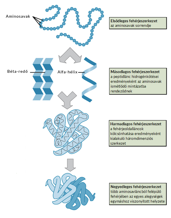 A kép az OpenStax Biology ábrájának módosított változata, mely a National Human Genome Research Institute munkája alapján készült. https://hu.khanacademy.org/science/biology/macromolecules/proteins-and-amino-acids/a/orders-of-protein-structure 