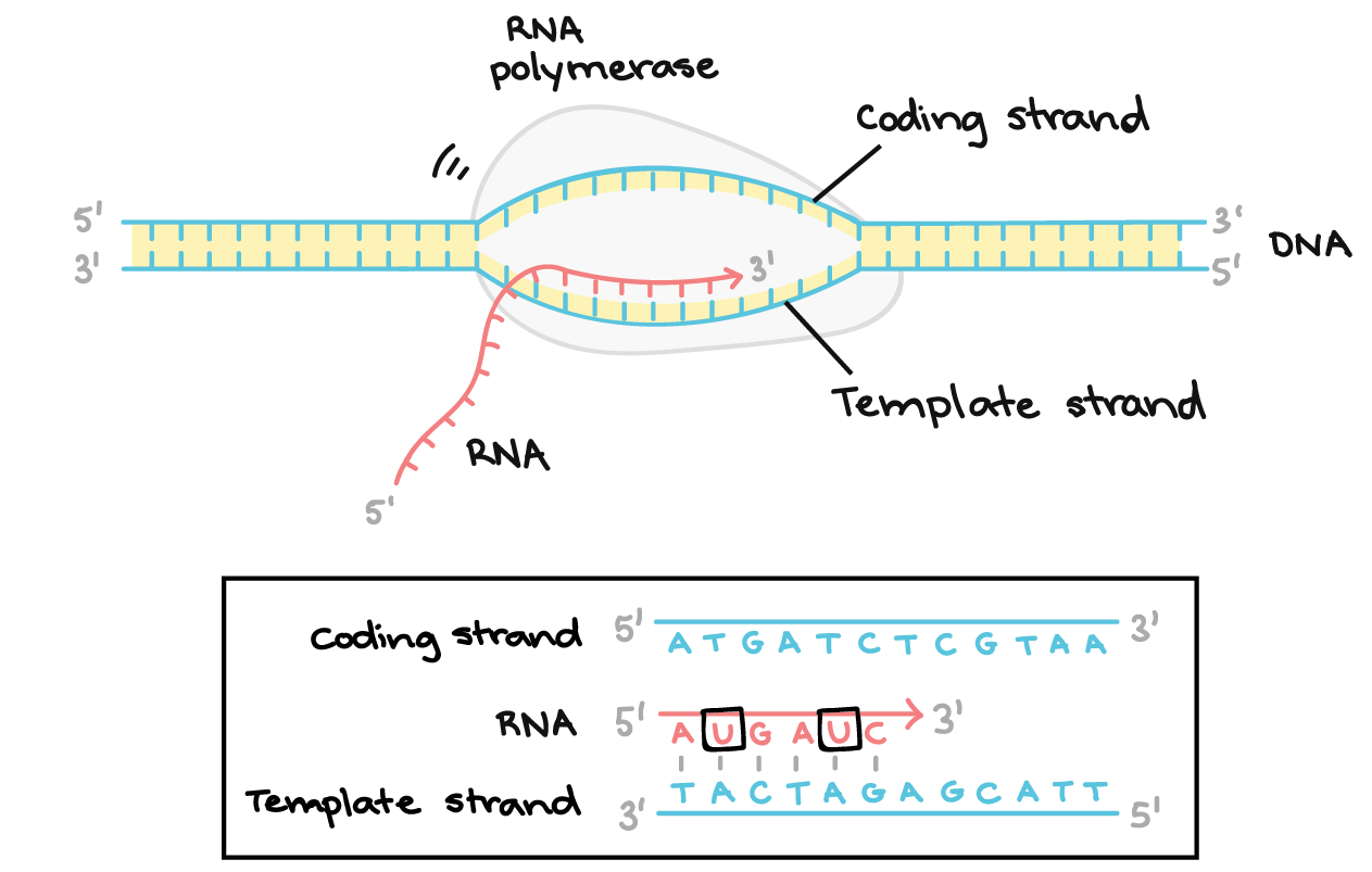 Transcription direction