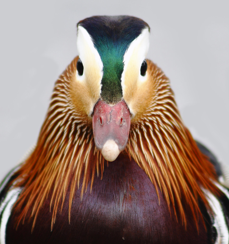 FFB Avatar Duck