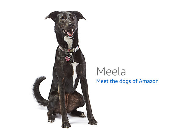 Amazon.com の 404 ページに表示される犬の一覧 · GitHub