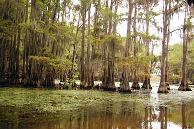 Caddo Lake_2921