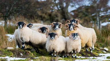 https://cn.bing.com/th?id=OHR.ScottishSheep_ZH-CN3051181797&w=384&h=216