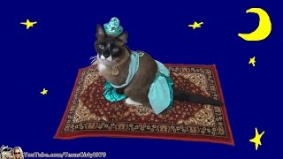 Cat Riding Magic Flying Carpet. #HappyHalloween  I TexasGirly1979