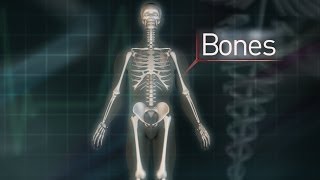 New Study Shows That Bones Are Incredibly Cool