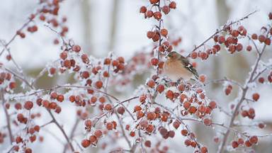 Male chaffinch perched on a crab apple tree in winter (© Mark Hamblin/2020VISION/Minden Pictures)