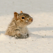 A squirrel in the snow