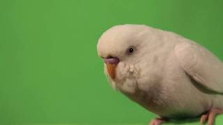 RATATAT - PARTY WITH CHILDREN