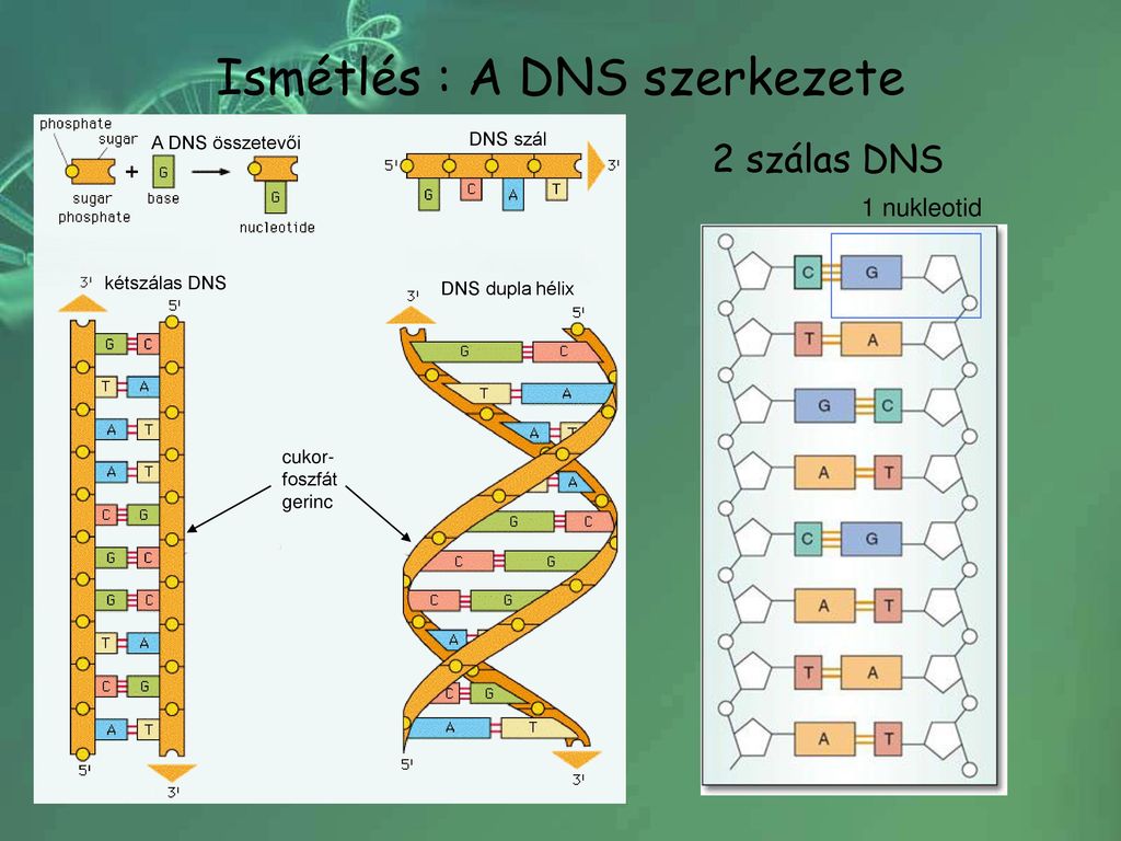 kötések