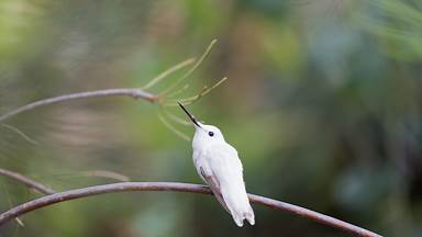 Leucistic Anna's hummingbird in the Australian Garden, UC Santa Cruz Arboretum, California (© yhelfman/Getty Images)