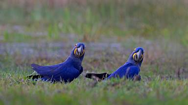 https://cn.bing.com/th?id=OHR.HyacinthMacaws_ZH-CN1191345036&w=384&h=216